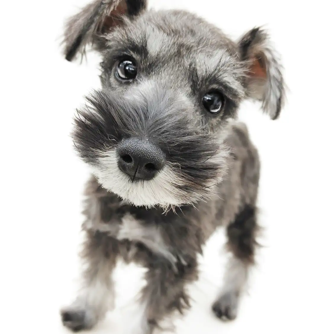 ミニチュア・シュナウザー