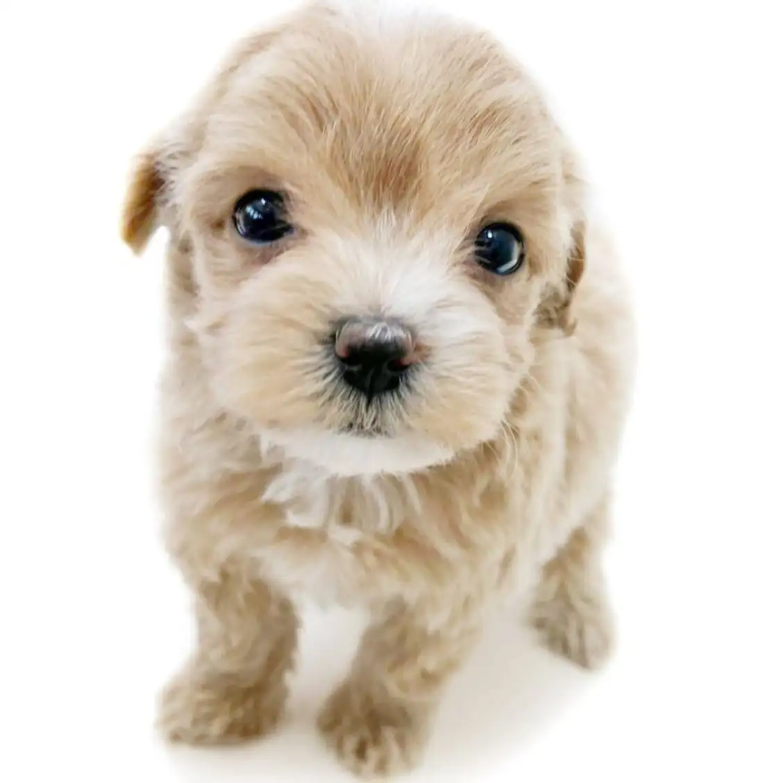 MIX(マルチーズ×トイプードル)