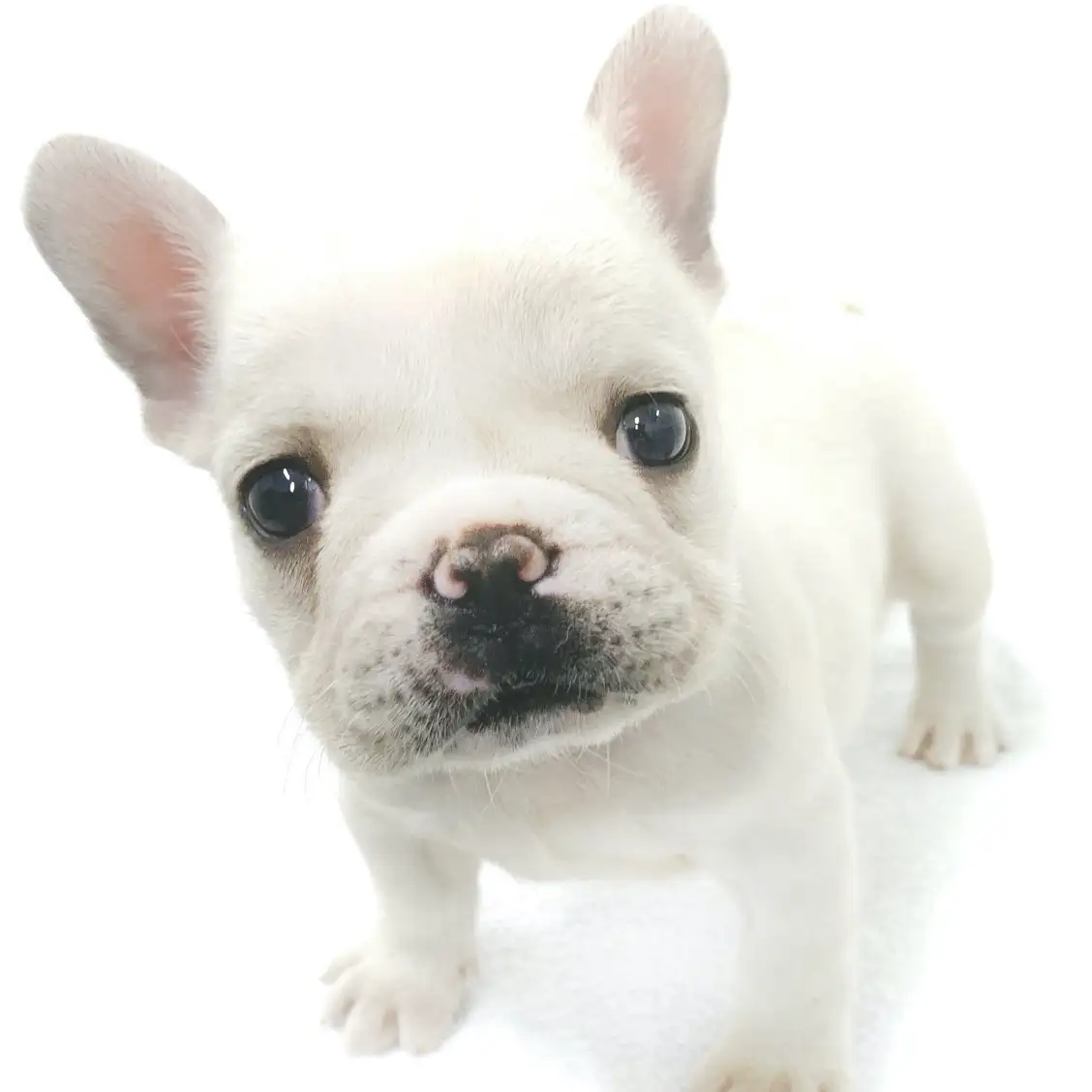 フレンチブルドッグ