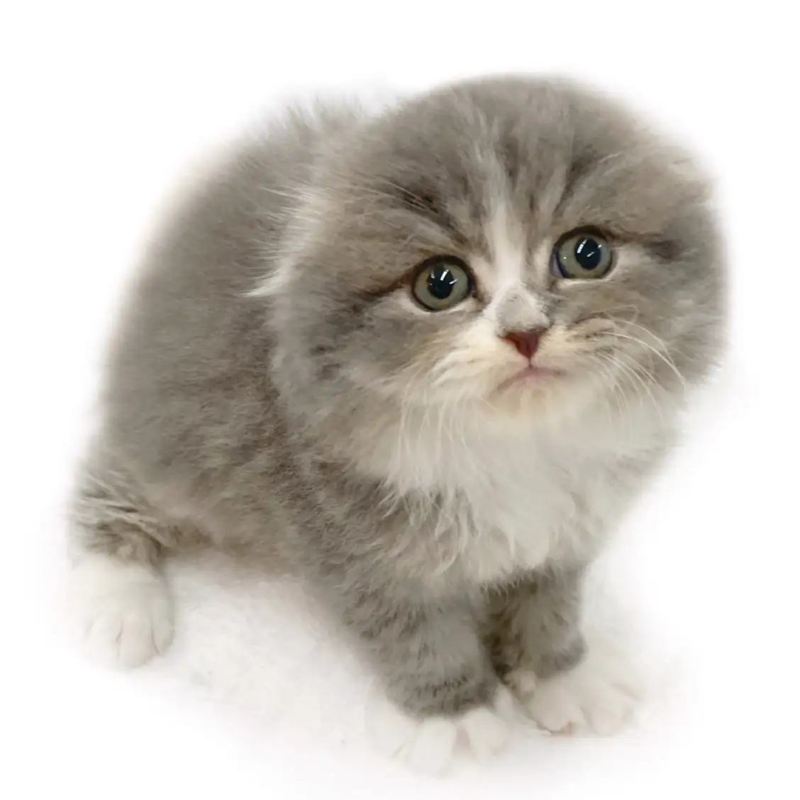 スコティッシュフォールド