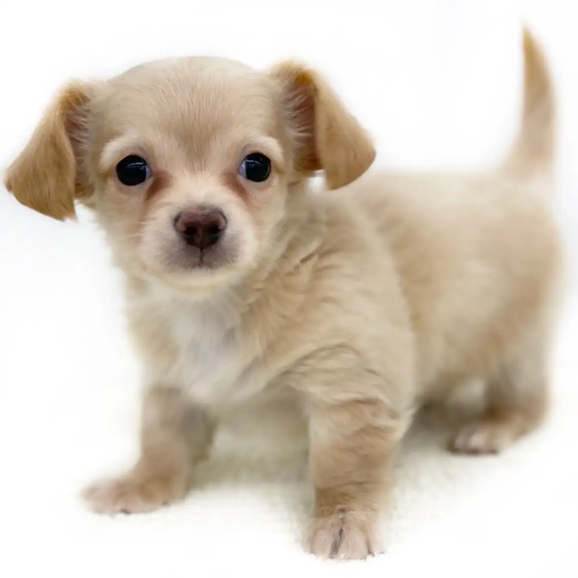 MIX（チワワ×ミニチュアダックスフント）