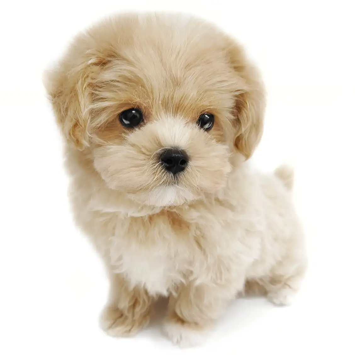 MIX(トイプードル×マルチーズ)