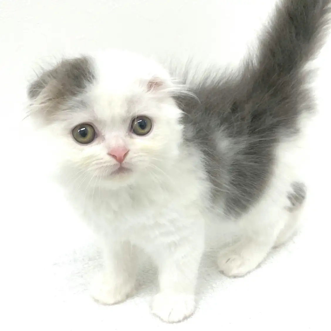 スコティッシュフォールド