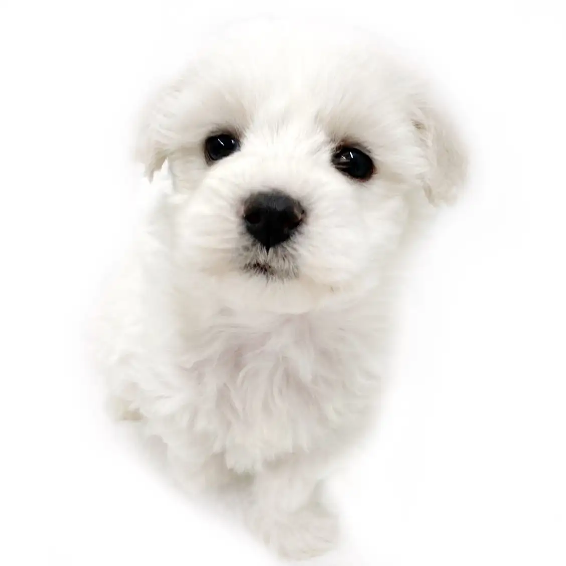 ビションフリーゼ