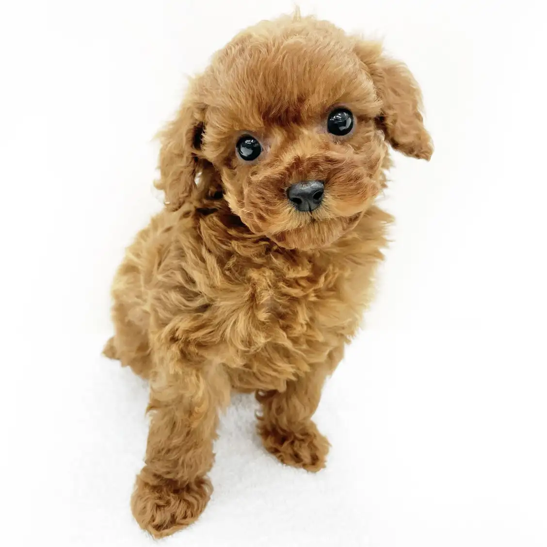 トイ・プードル