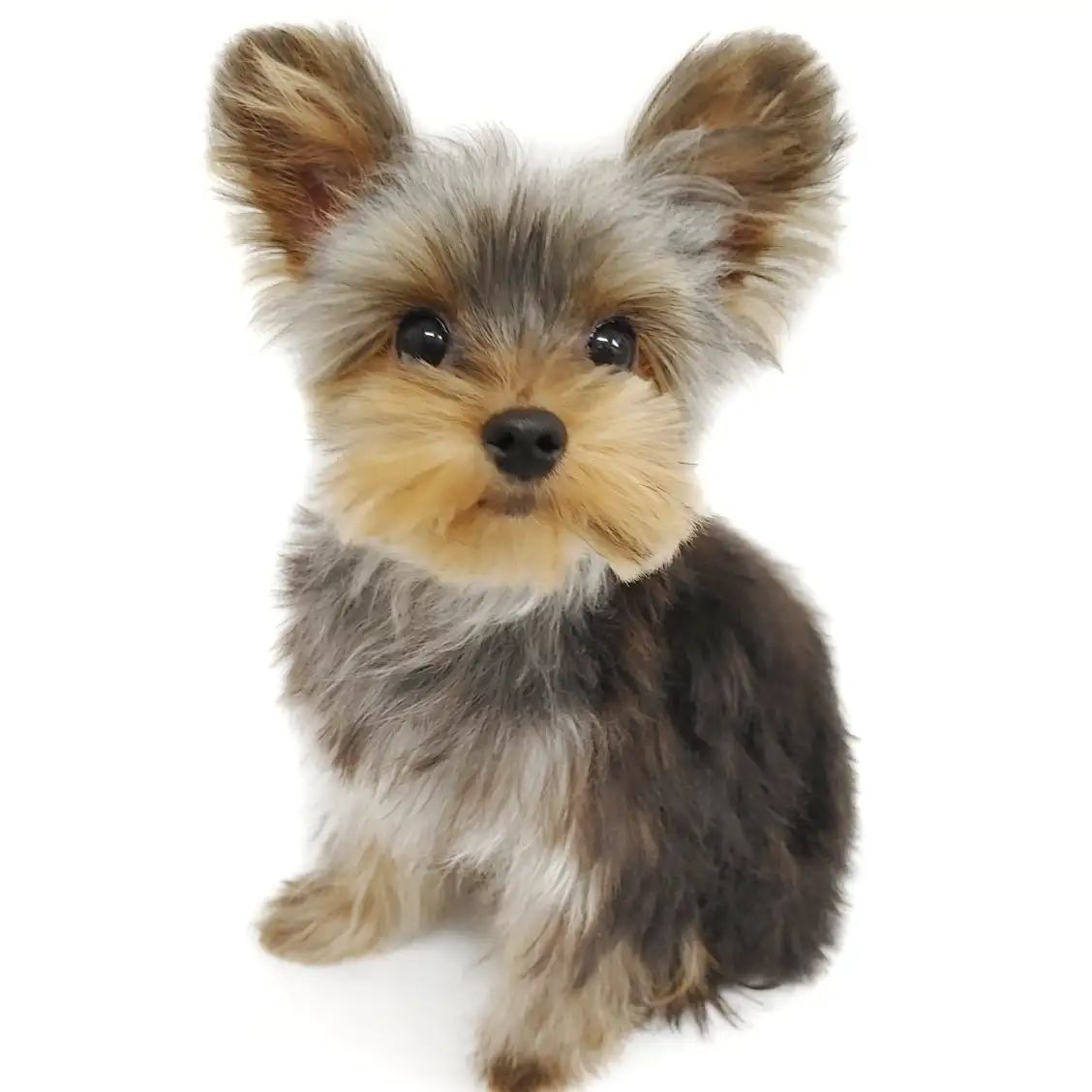 ヨークシャーテリア