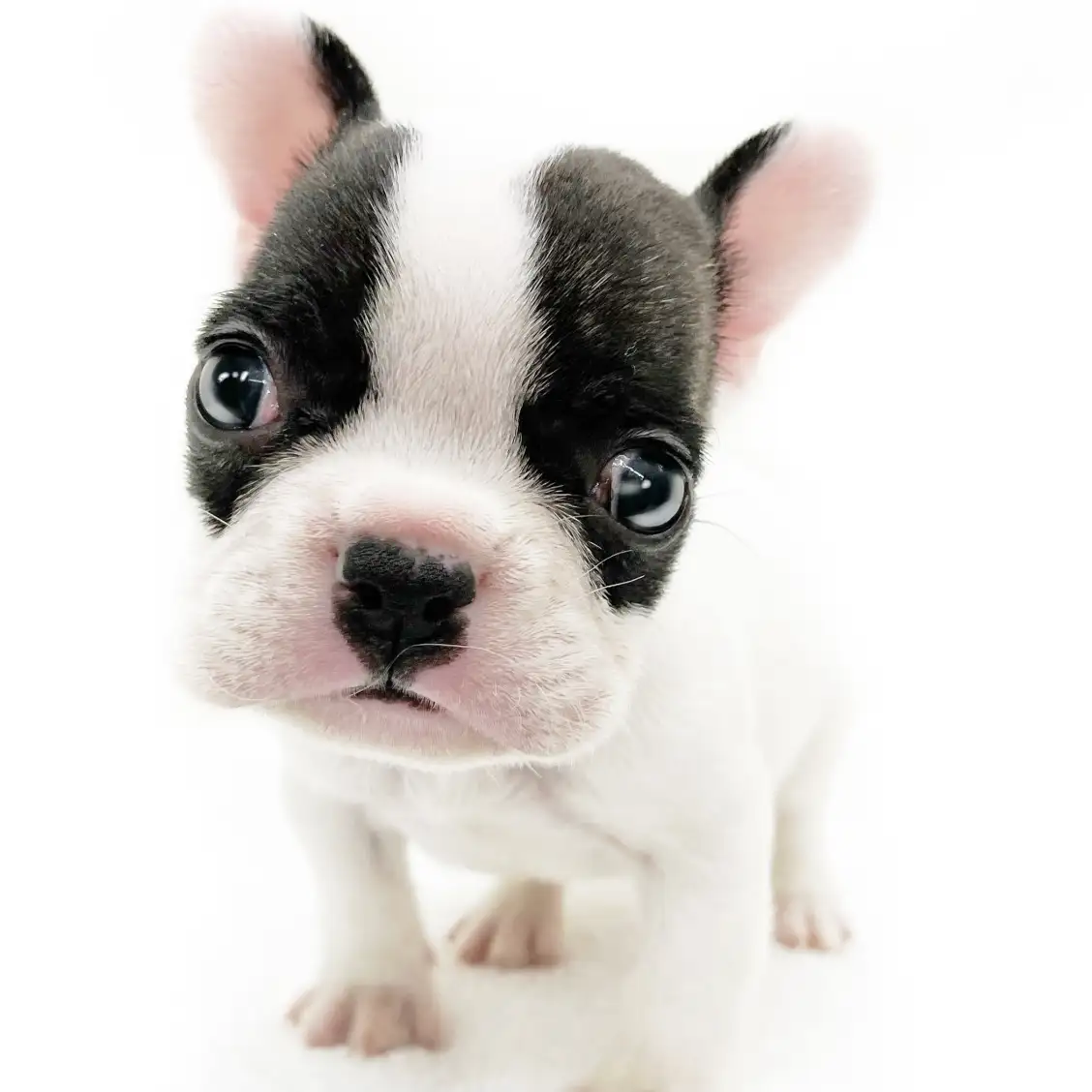 フレンチブルドッグ