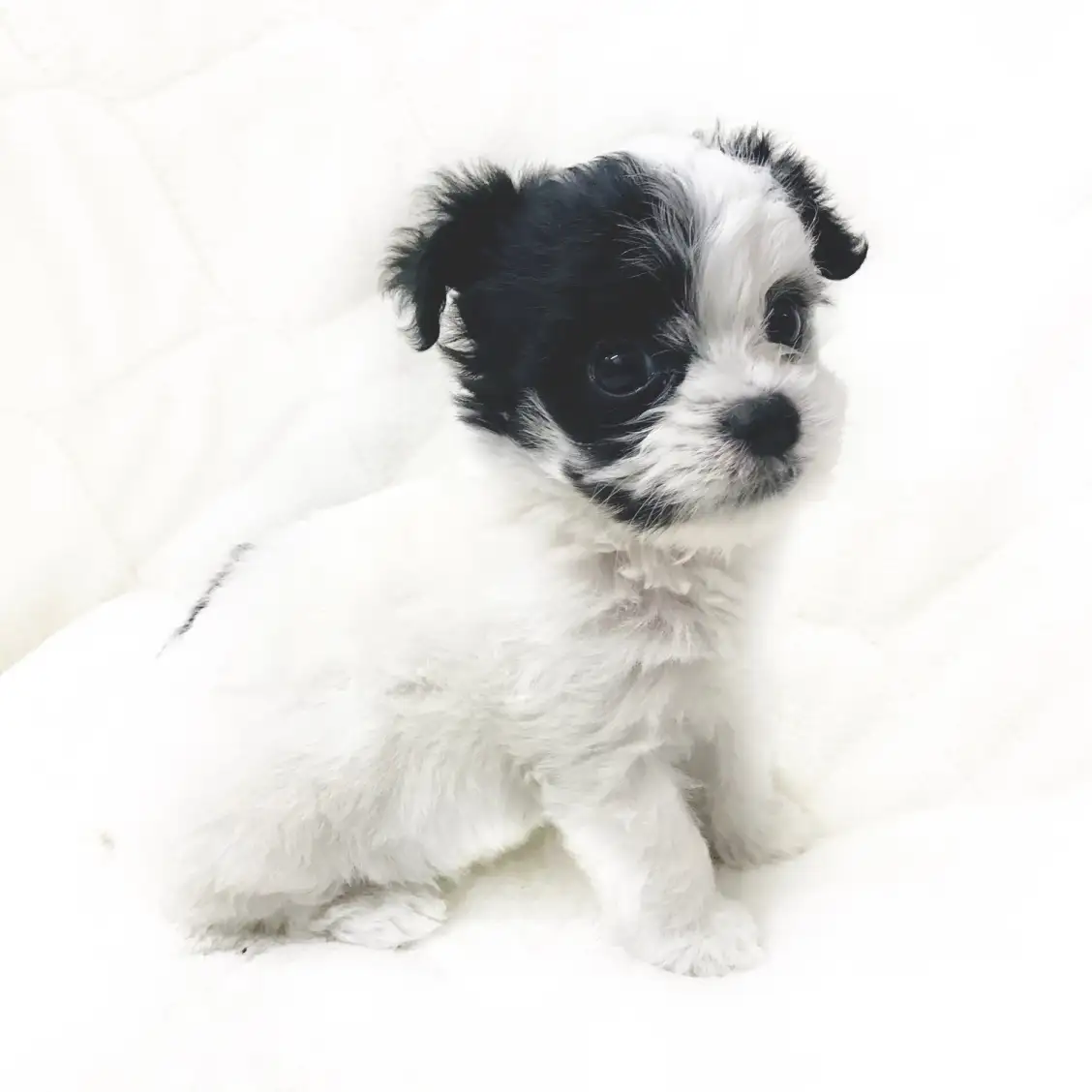 MIX(チワワ×マルプー)