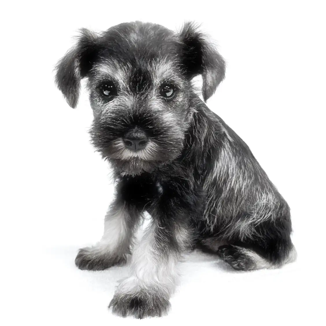 ミニチュア・シュナウザー