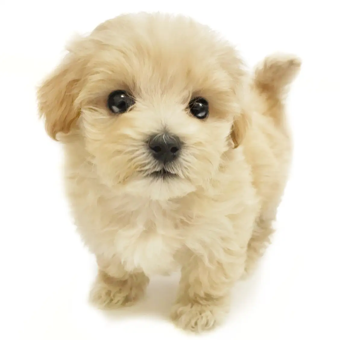 MIX(トイプードル×マルチーズ)