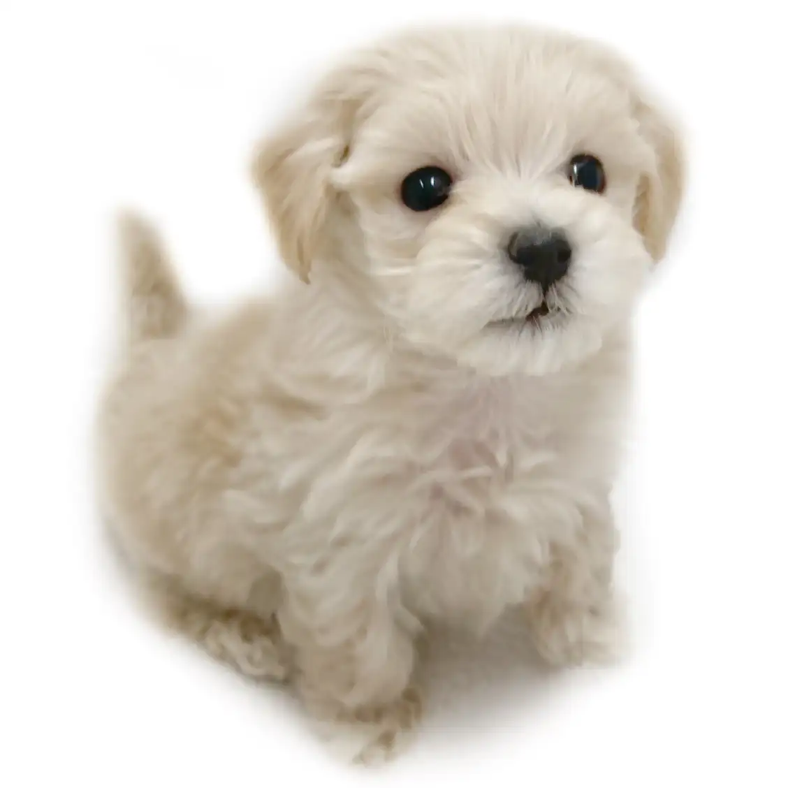 MIX(トイプードル×マルチーズ)