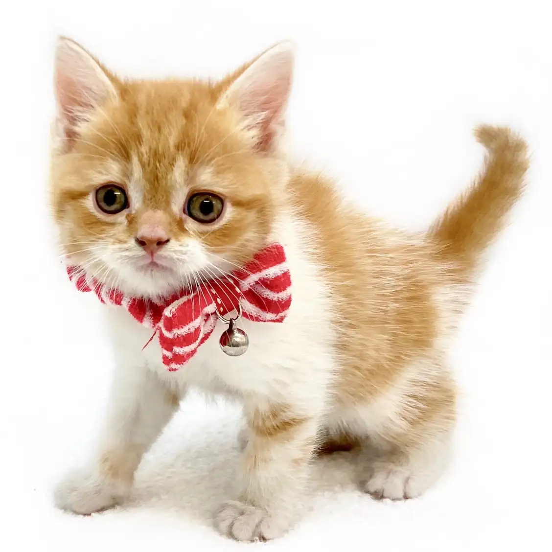 スコティッシュフォールド