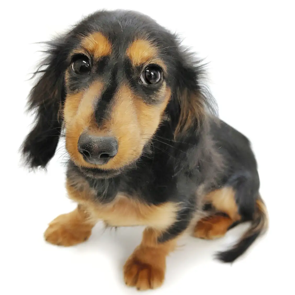 カニンヘン・ダックスフント