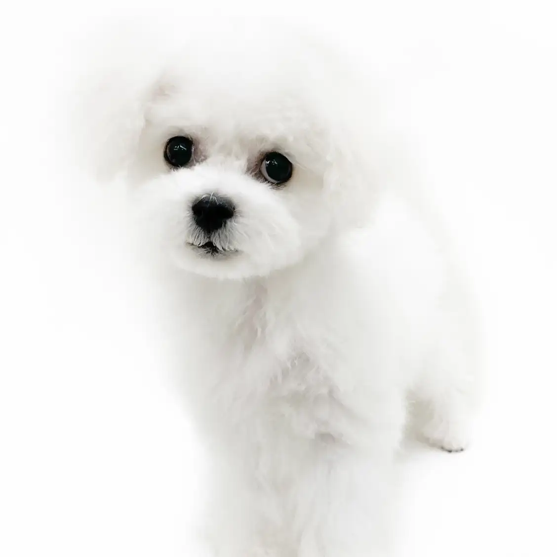 ビションフリーゼ