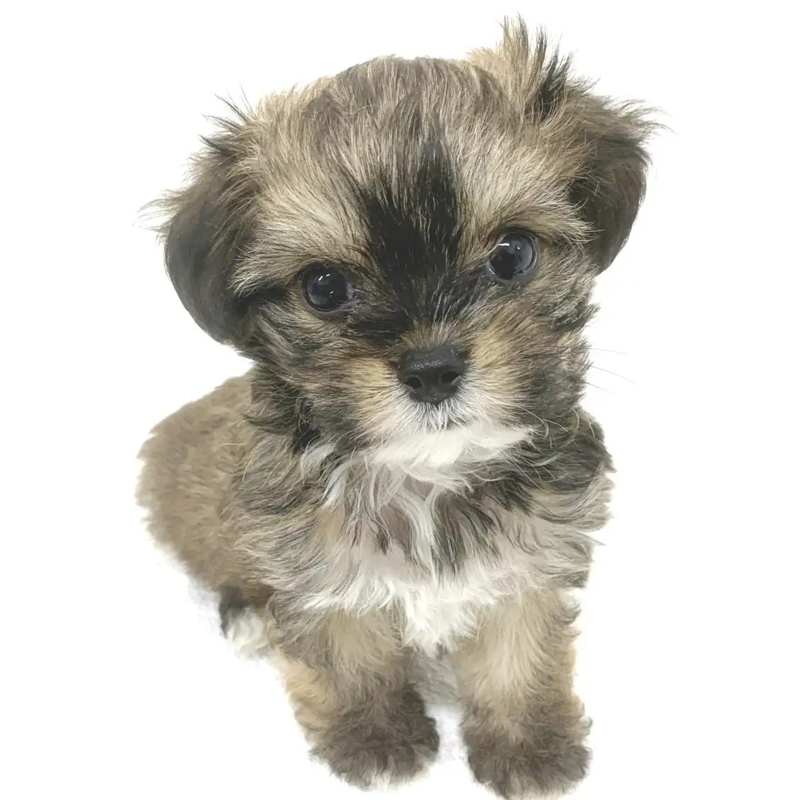 MIX(チワワ×マルプー)