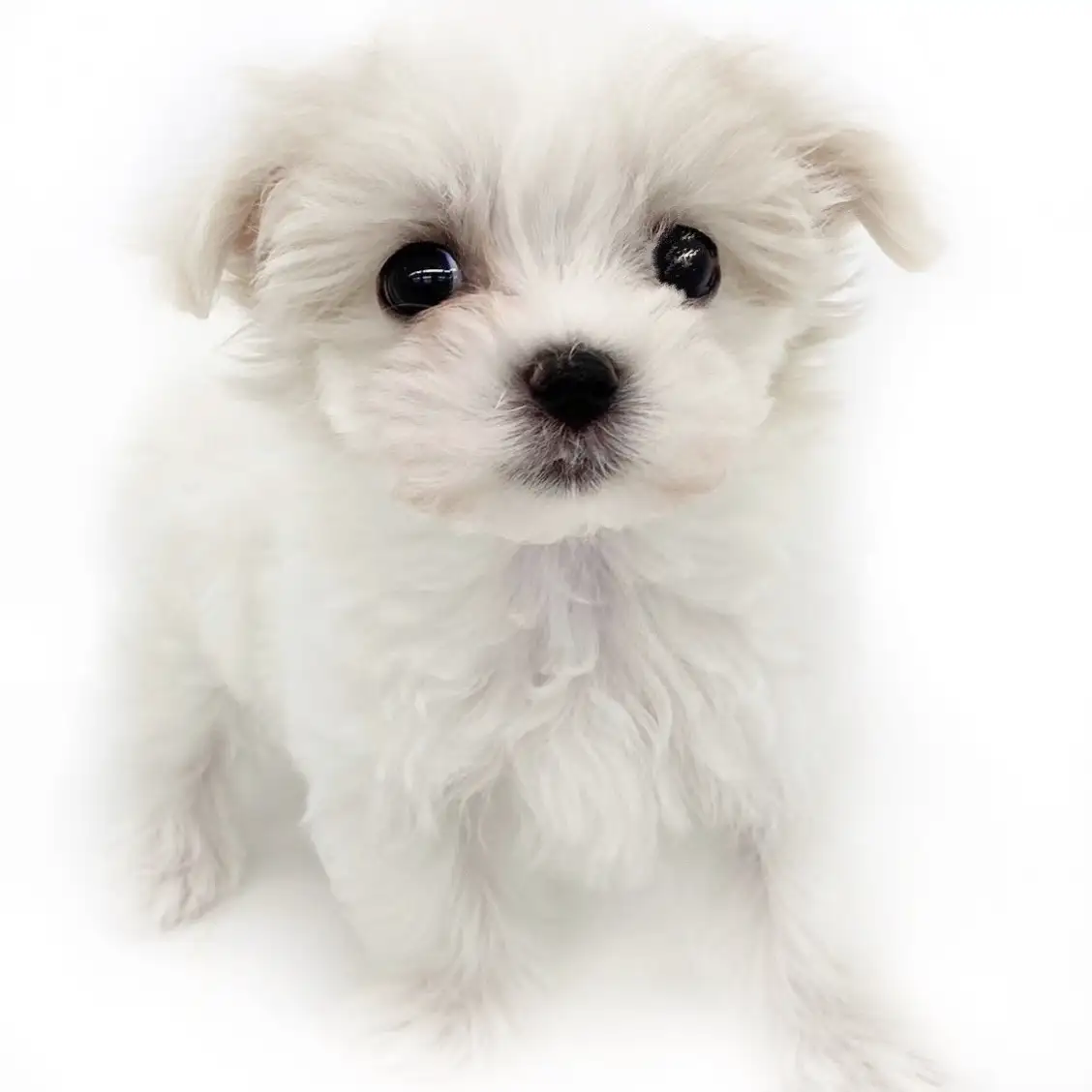 MIX(トイプードル×マルチーズ)