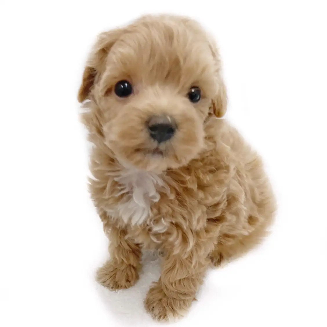 MIX(トイプードル×マルチーズ)