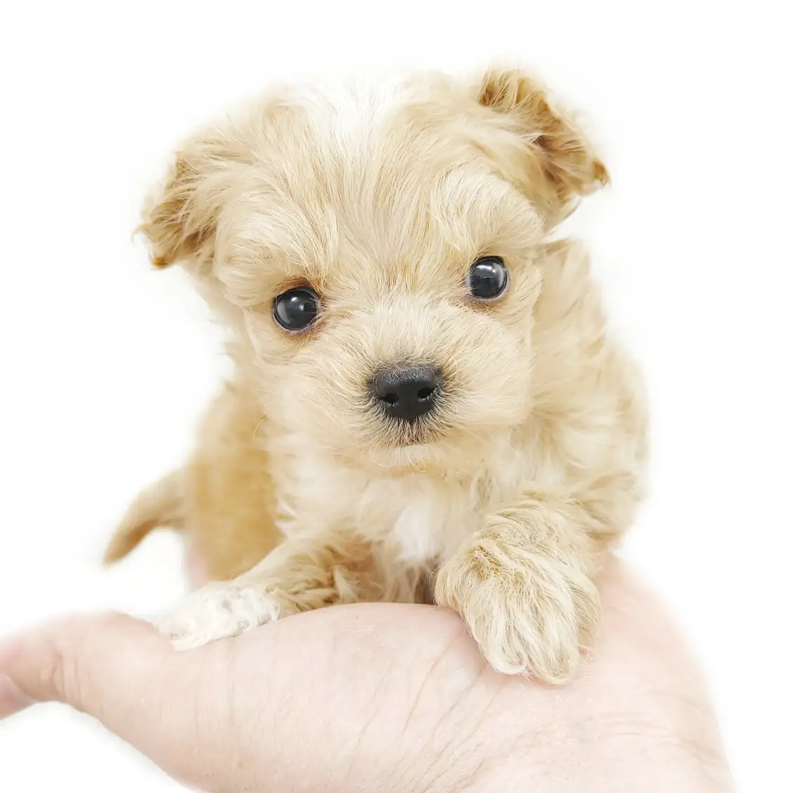 MIX（マルチーズ×トイプードル）