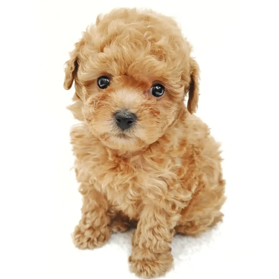 トイ・プードル