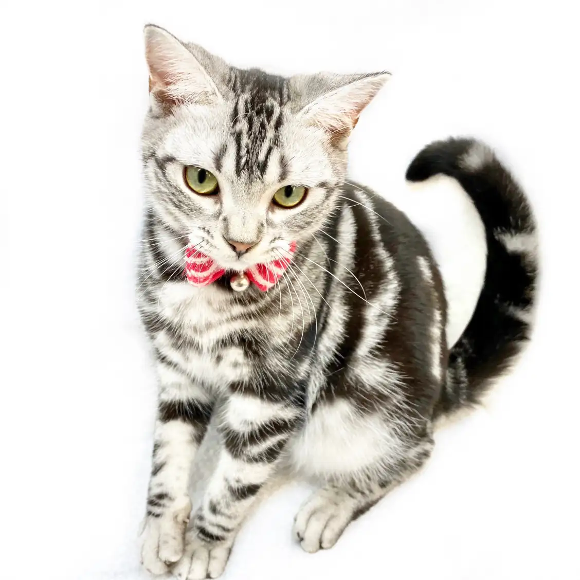 アメリカンショートヘア