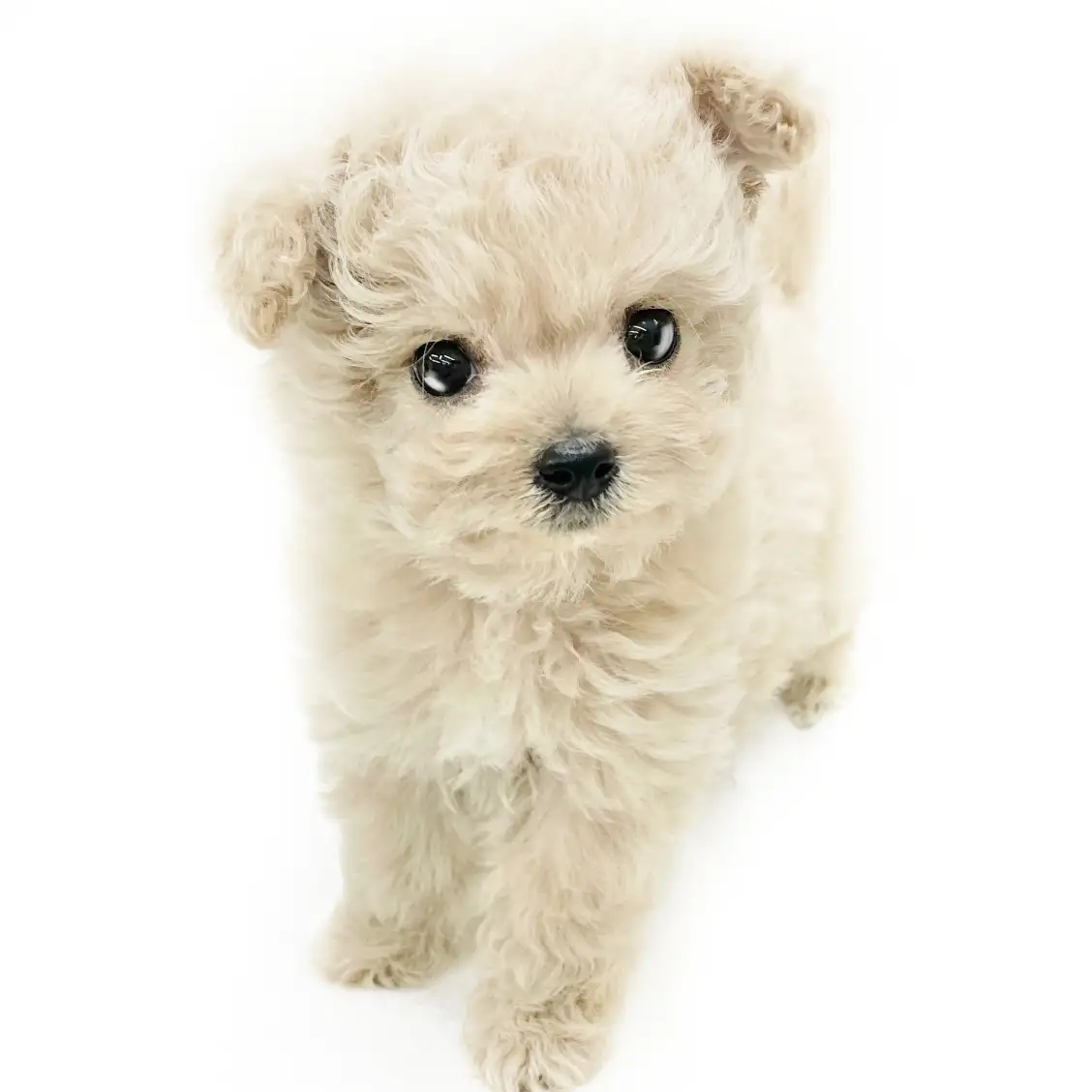 MIX(チワワ×トイプードル)