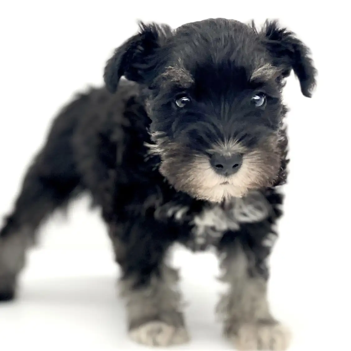 ミニチュア・シュナウザー