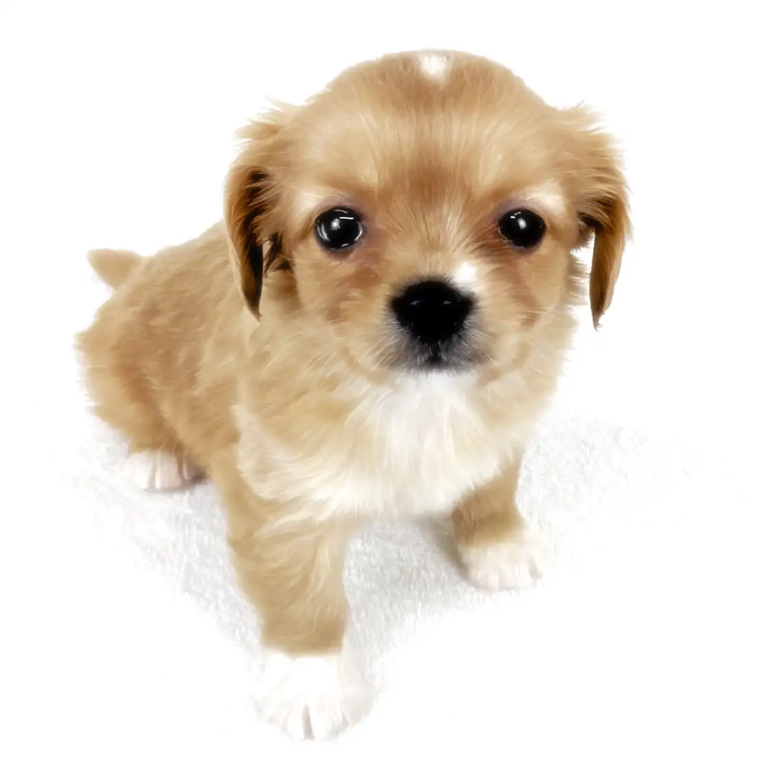 MIX(チワワ×キャバリアキングチャールズスパニエル)