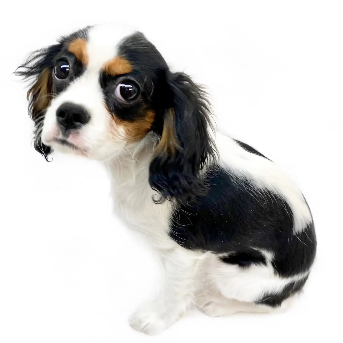 キャバリア・キングチャールズ・スパニエル
