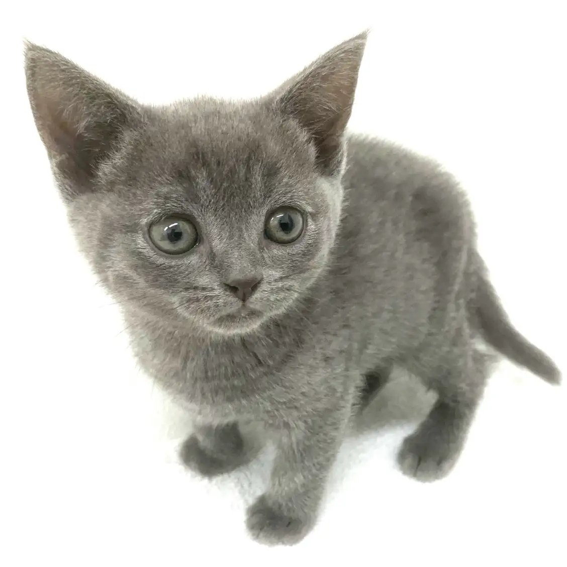 ブリティッシュショートヘア