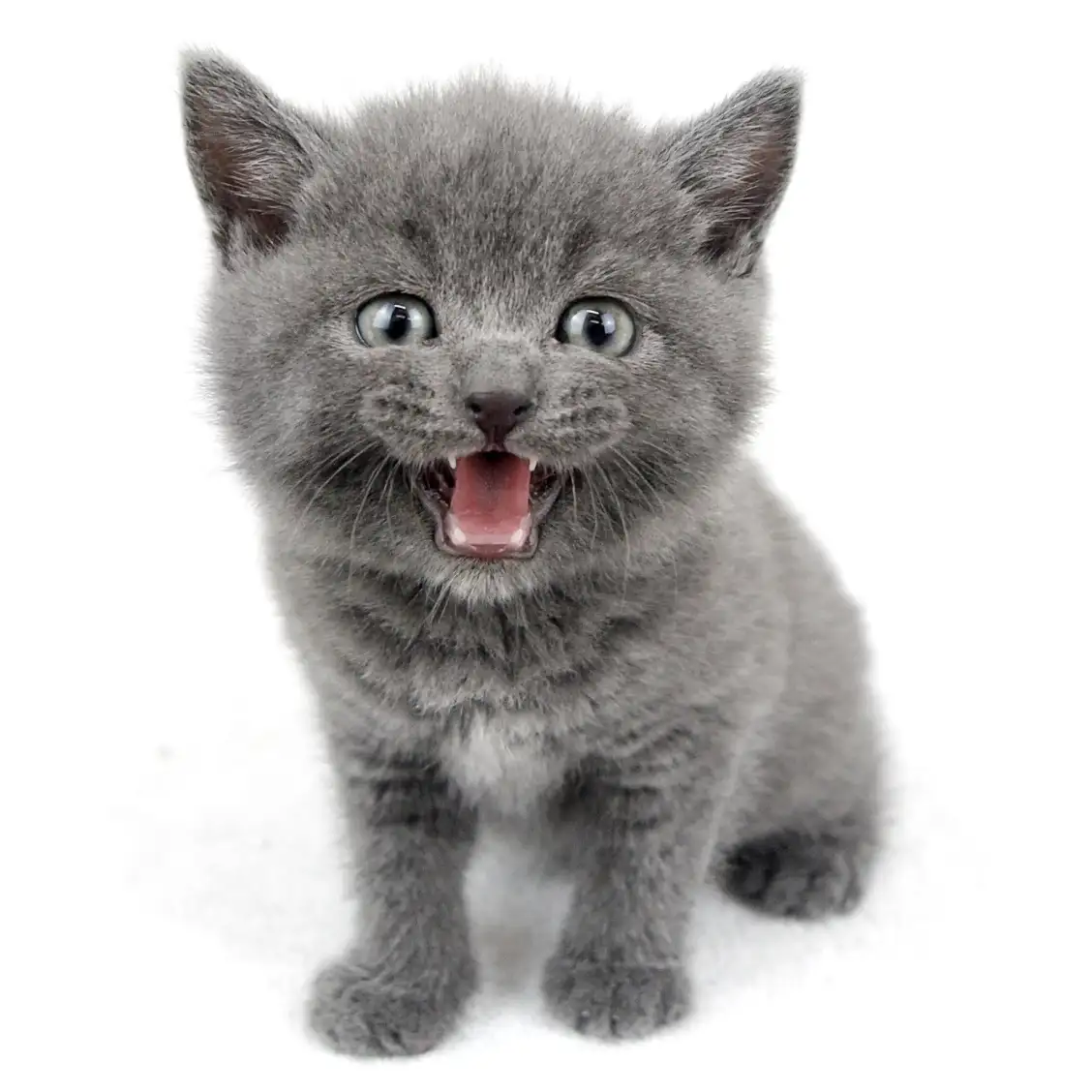 ブリティッシュショートヘア