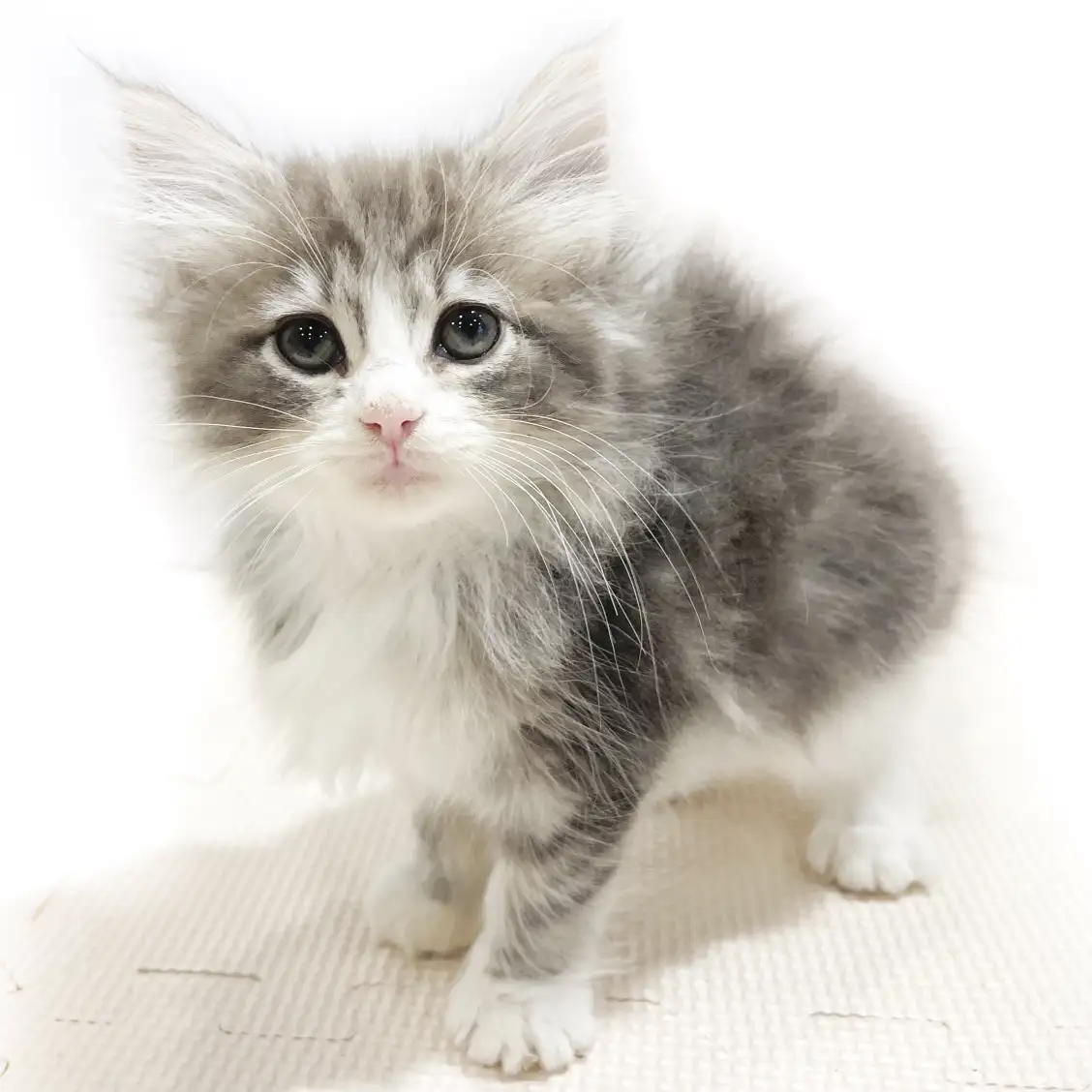 ノルウェージャンフォレストキャット