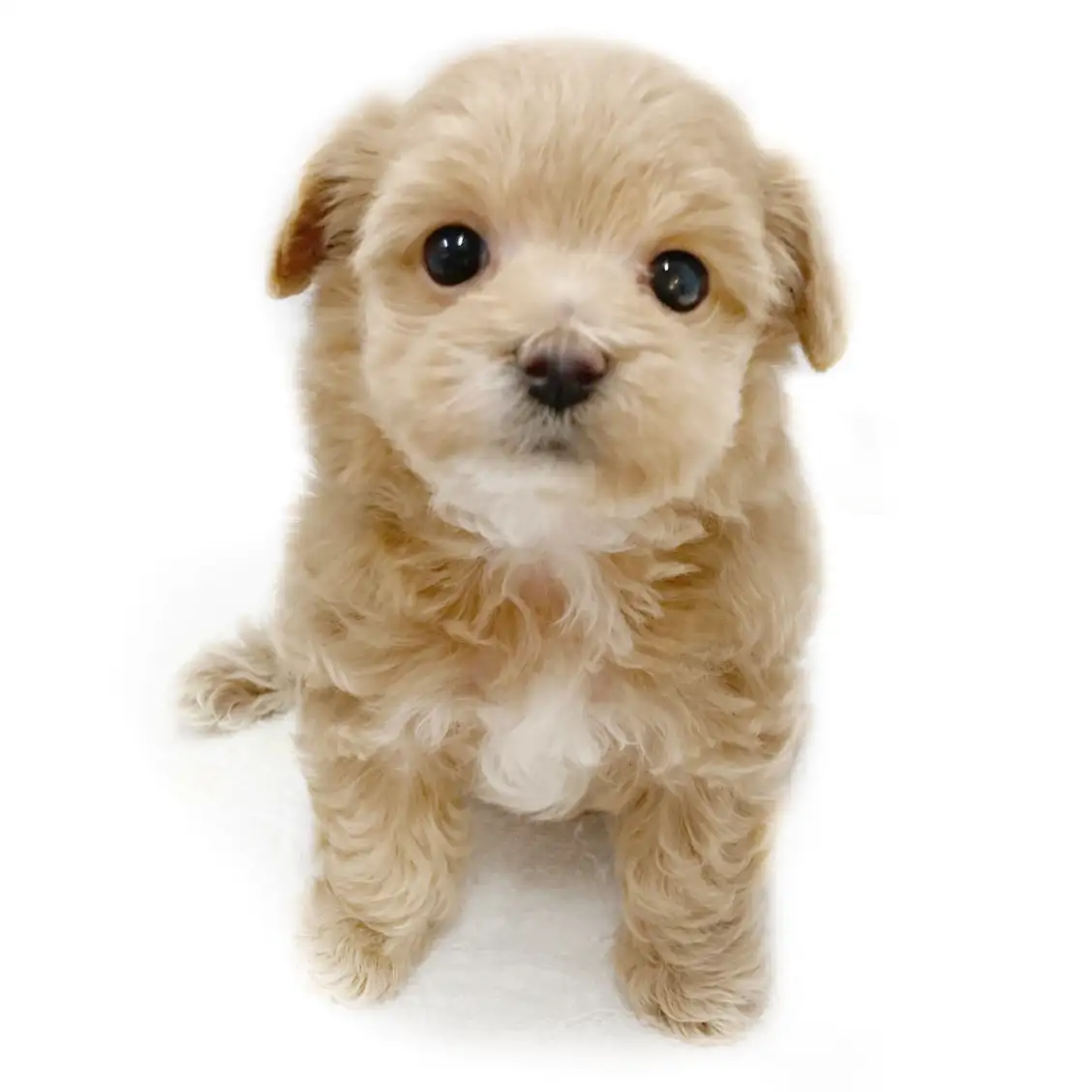 MIX（マルチーズ×トイプードル）