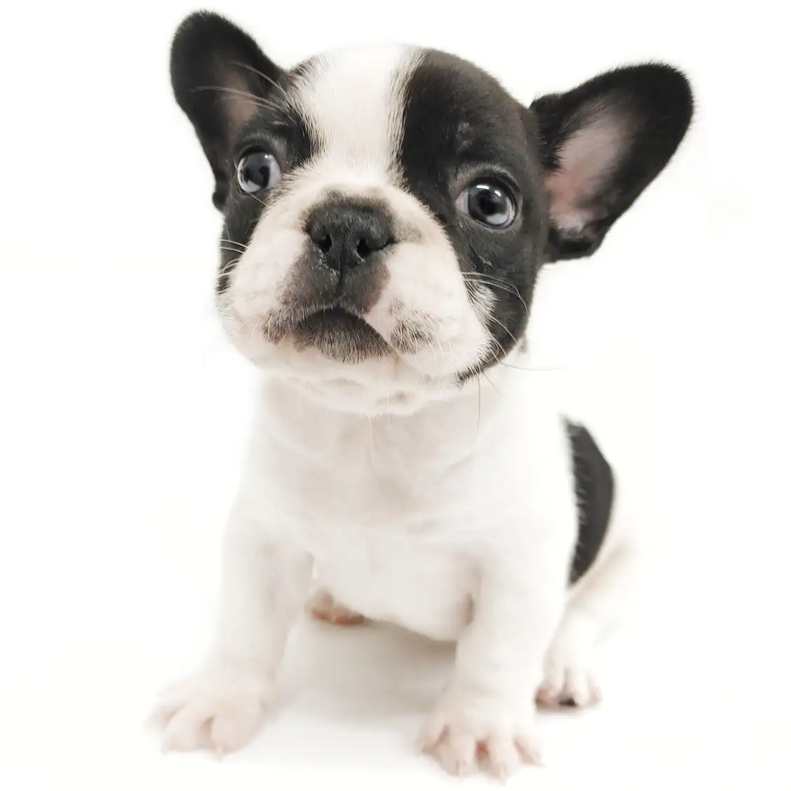 フレンチブルドッグ