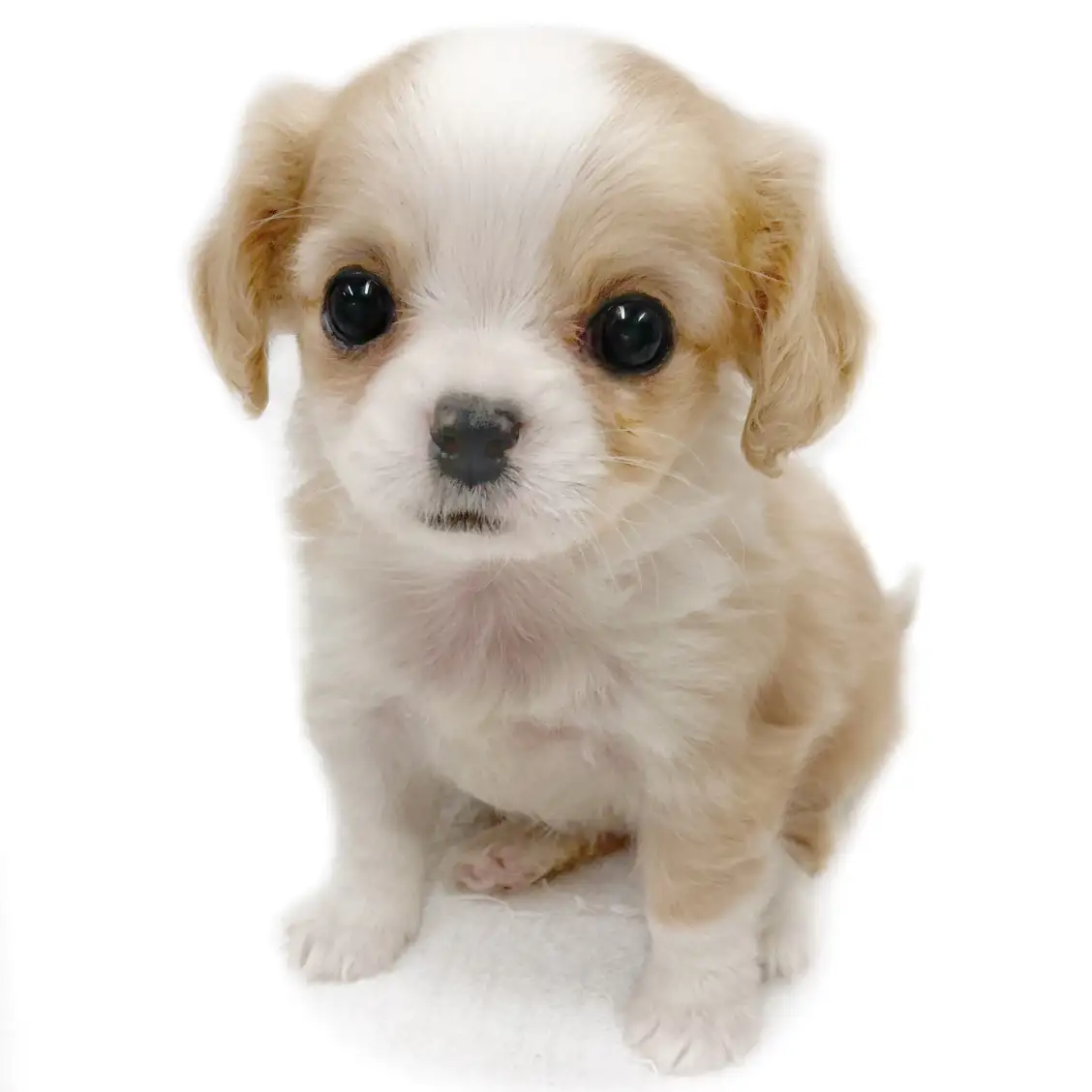 MIX(チワワ×キャバリアキングチャールズスパニエル)