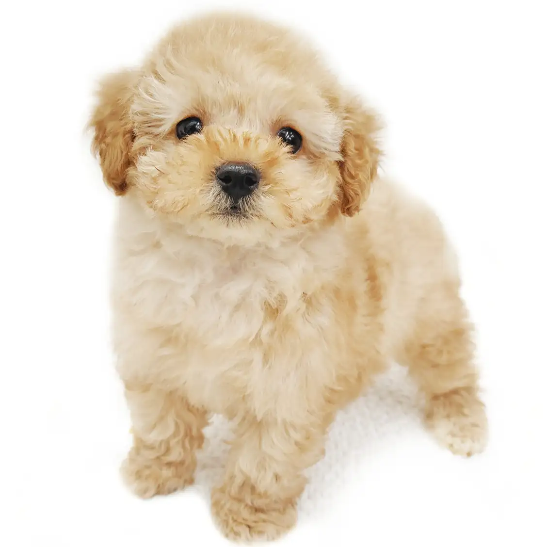 MIX(マルチーズ×トイプードル)