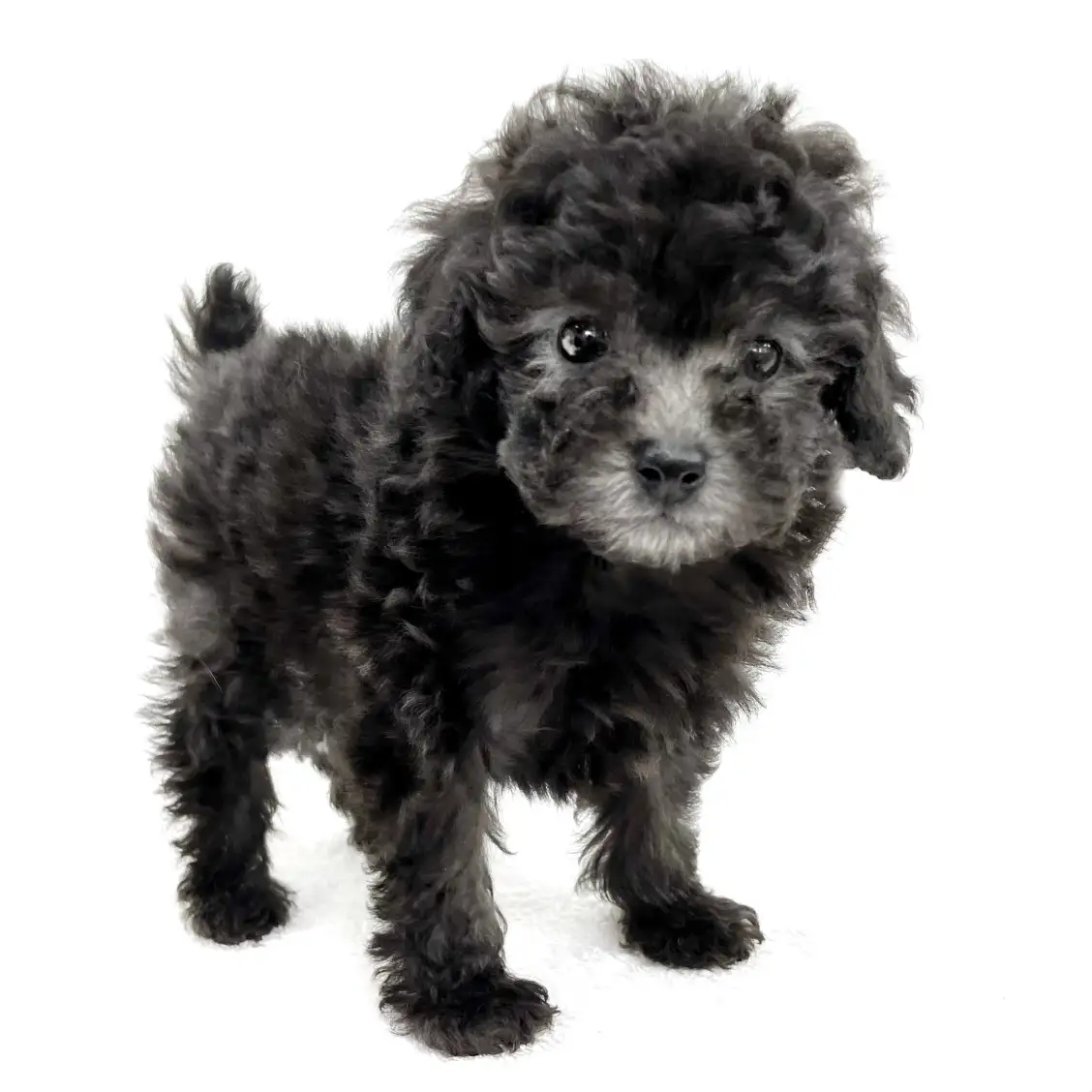 トイ・プードル