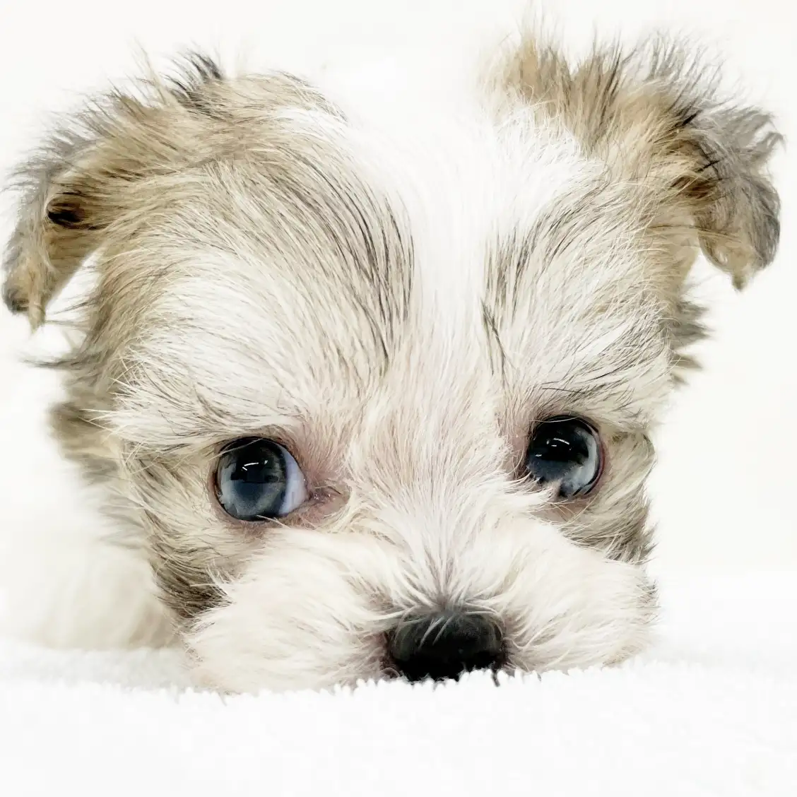 MIX(チワワ×マルプー)