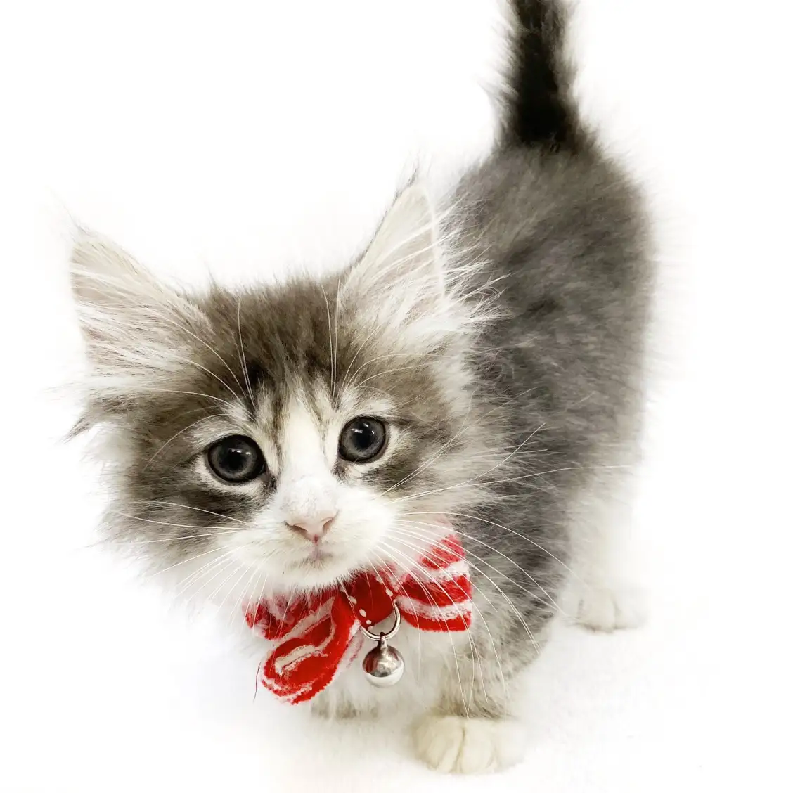 ノルウェージャンフォレストキャット