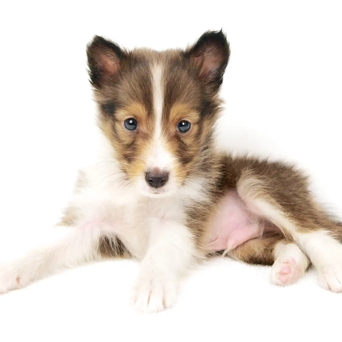 シェットランドシープドッグ