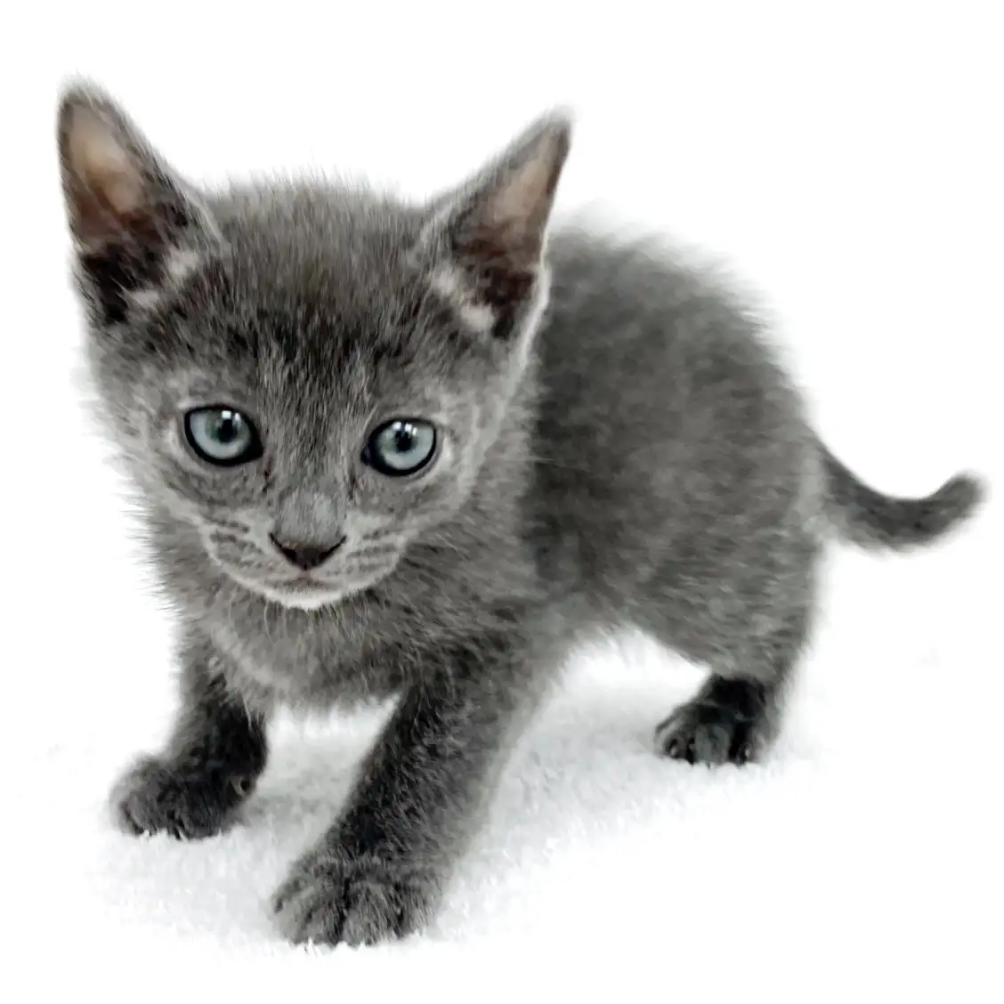 ロシアンブルー