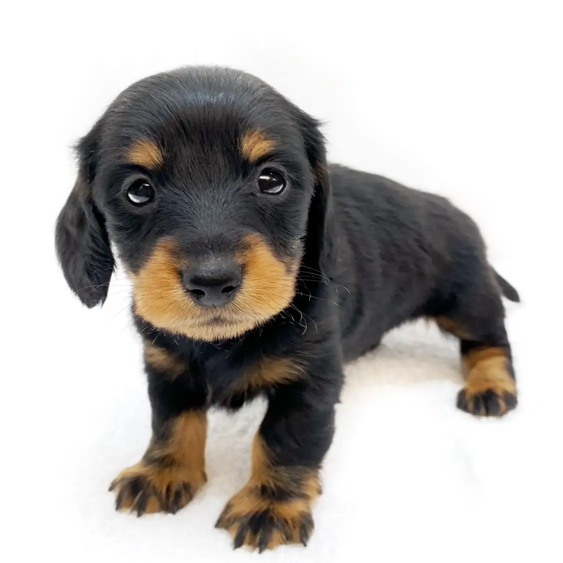 カニンヘン・ダックスフント