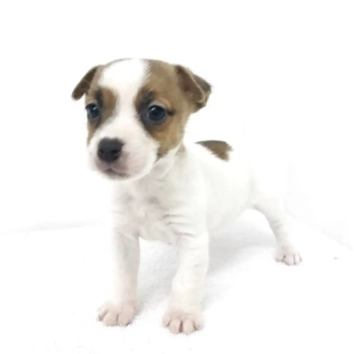 ジャックラッセルテリア