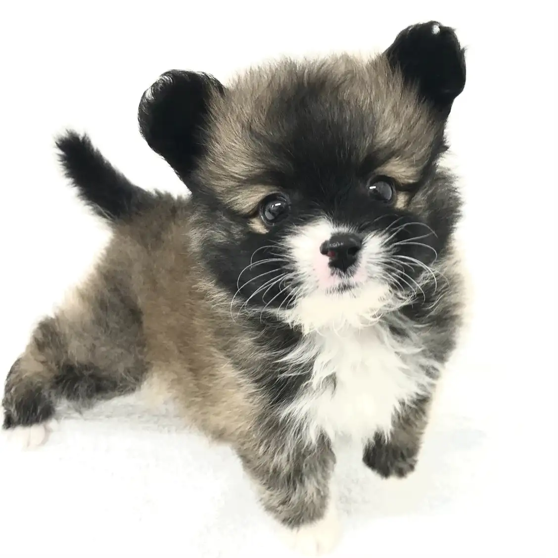 MIX(ポメラニアン×トイプードル)