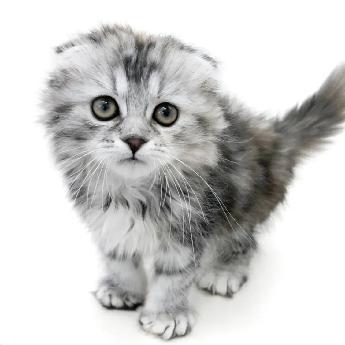 スコティッシュフォールド