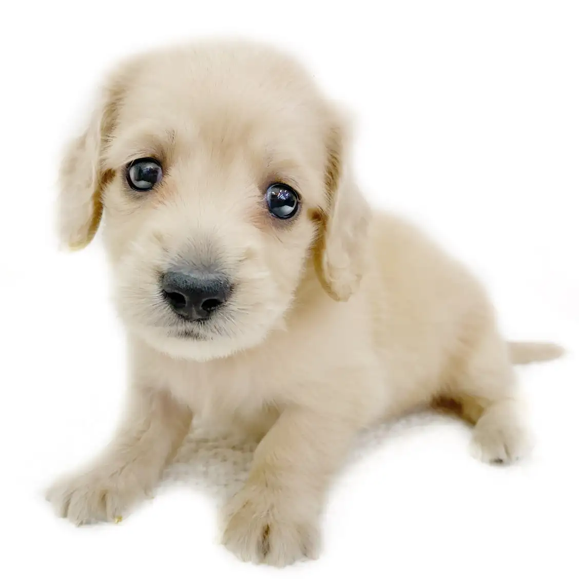 カニンヘン・ダックスフント