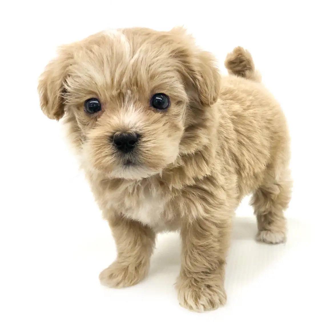 MIX（トイプードル×マルチーズ）