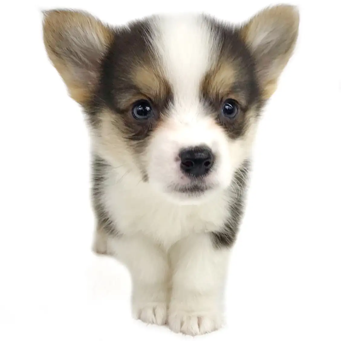 ウェルシュコーギーペンブローク