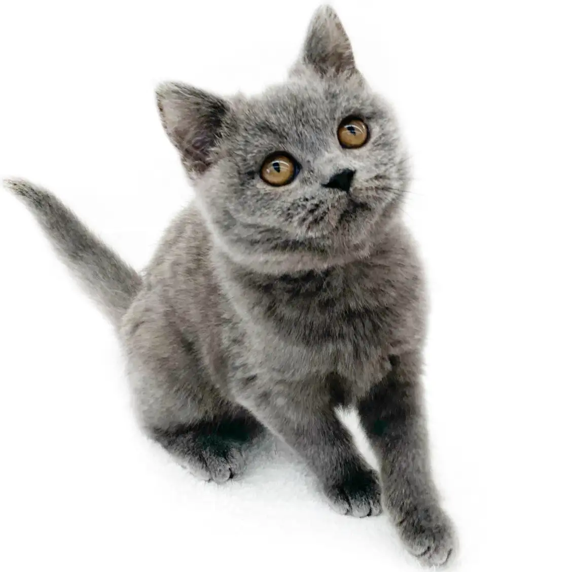 ブリティッシュショートヘア