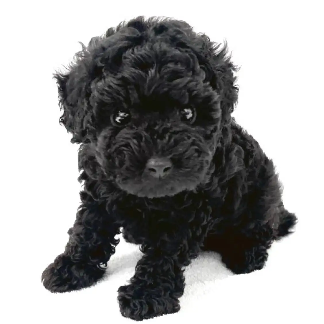 トイ・プードル