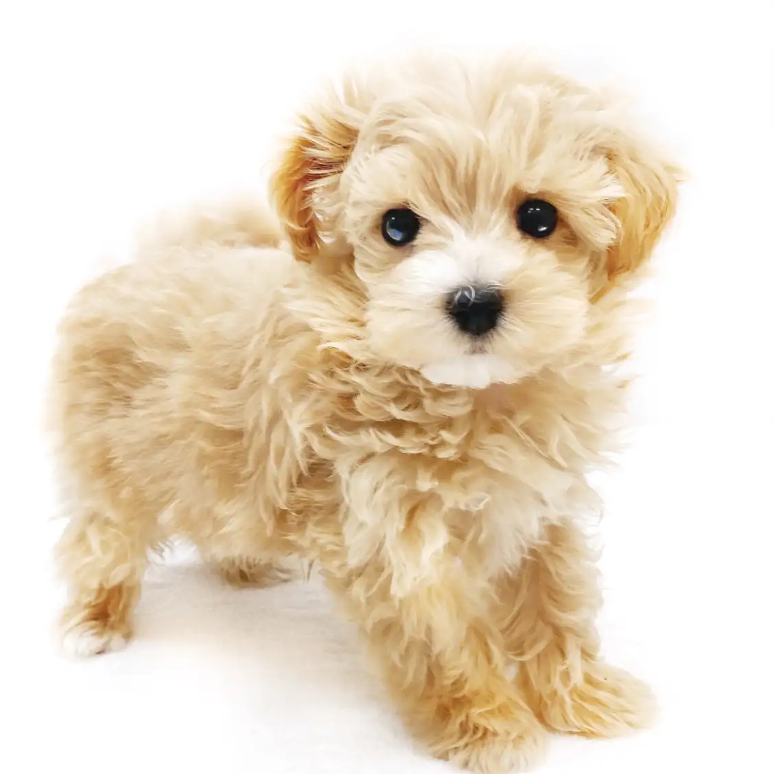 MIX(マルチーズ×トイプードル)